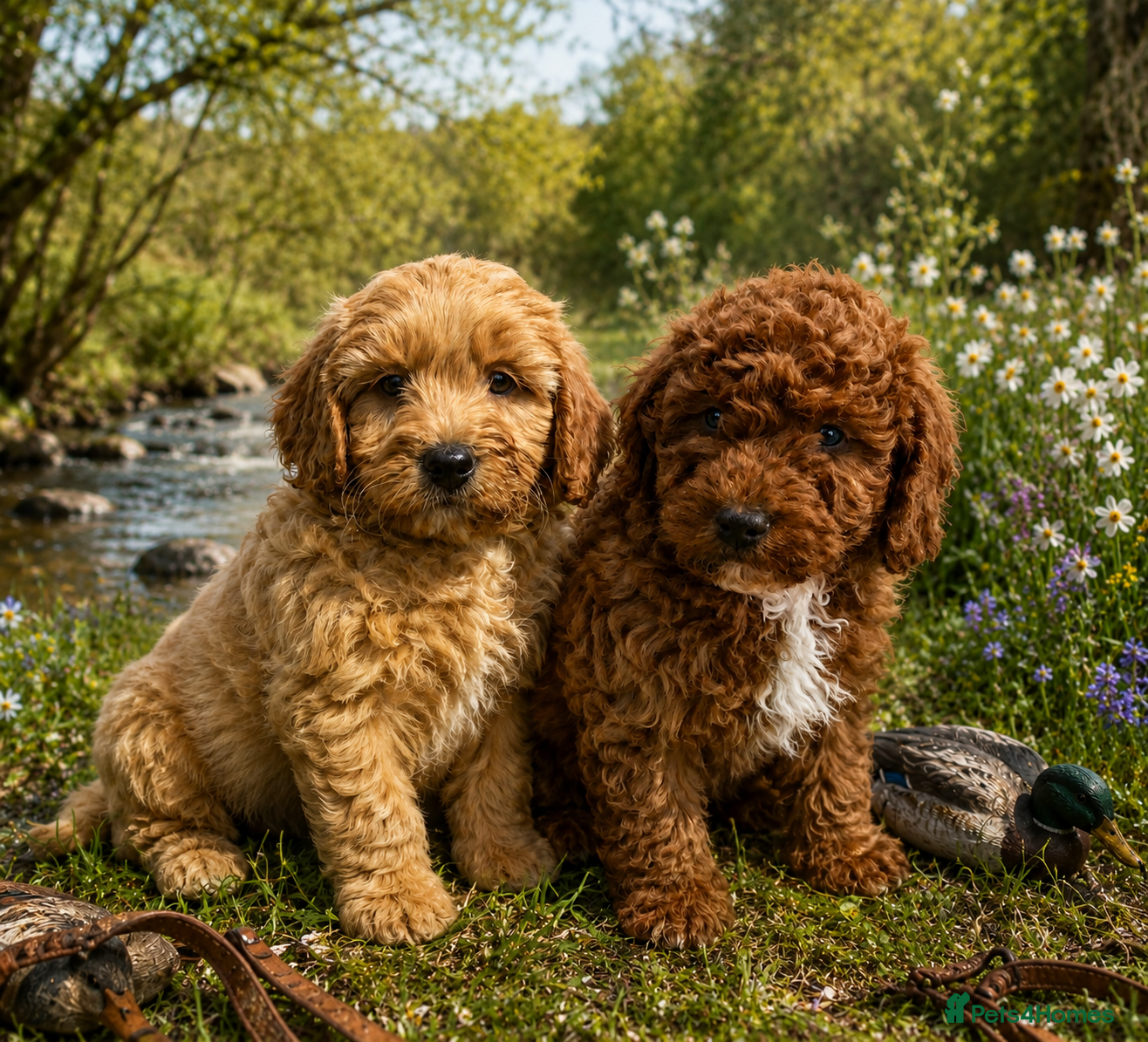 Labradoodle dogs READY….F1B Mini Labradoodle Puppies - Advert 1