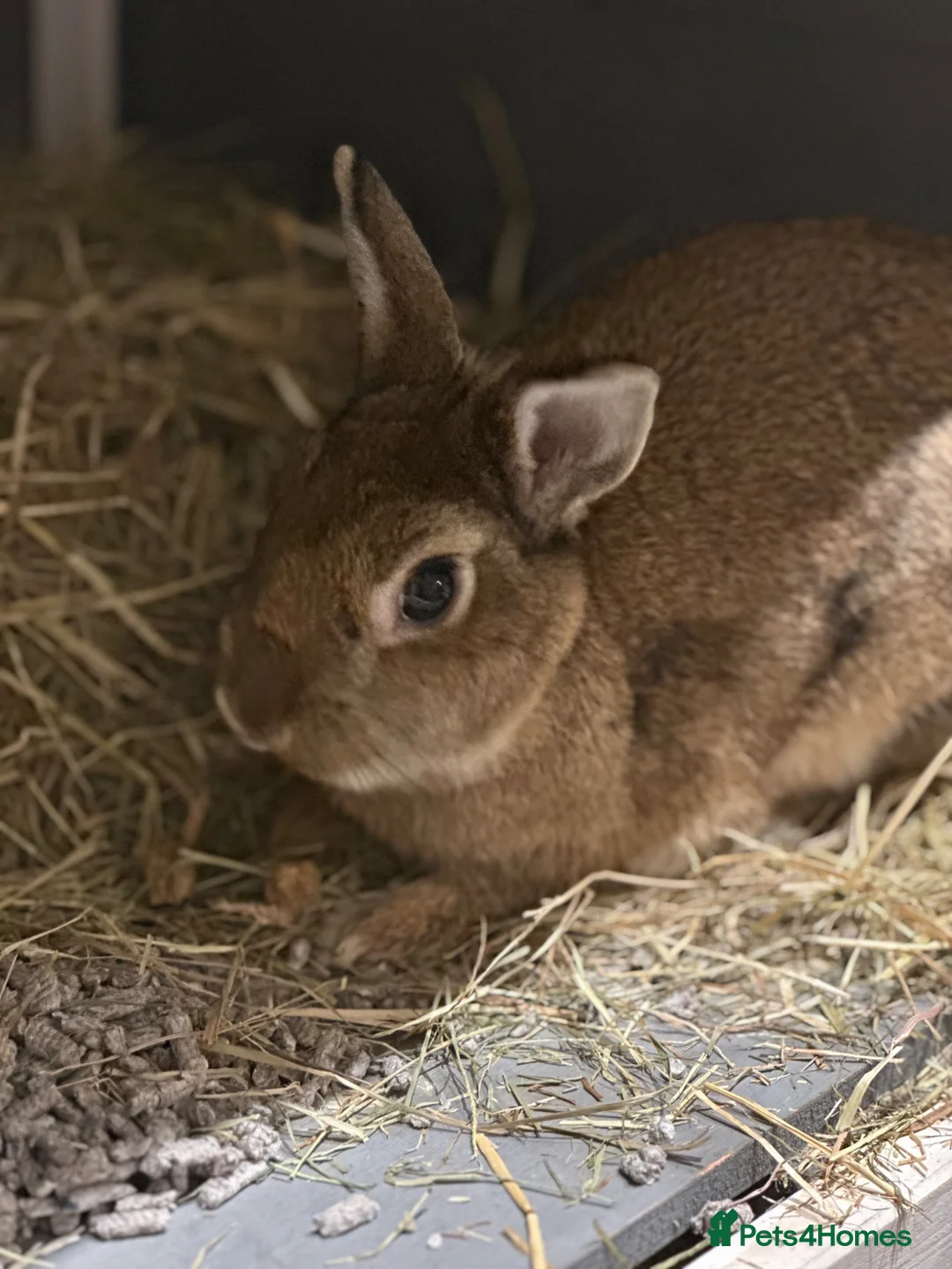 Netherland Dwarf rabbits for sale: Beautiful 1 year old Norwegian dwarf for rehoming - Advert 4