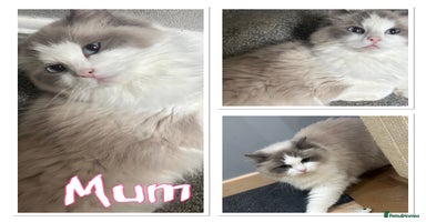 Ragdoll cats - Advert 5
