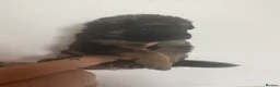 German Shepherd dogs for sale: Long haired German shepherd puppies  - Advert 28