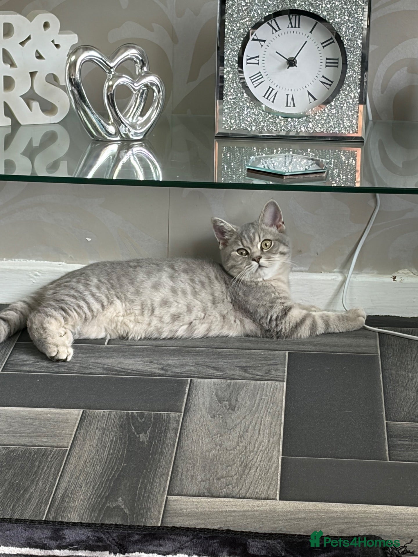 Scottish Fold cats Beautiful Scottish straights READY NOW  - Advert 15