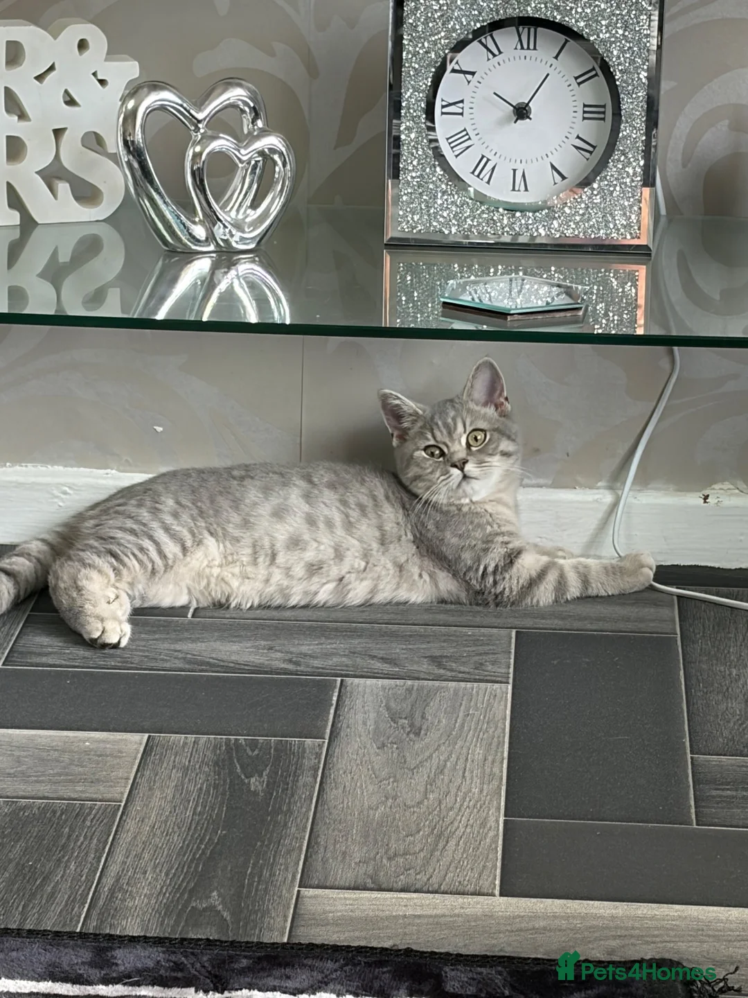 Scottish Fold cats for sale: Beautiful Scottish straights READY NOW  - Advert 1