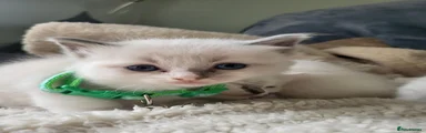 Ragdoll 1