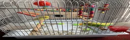Budgerigars birds for sale: Pair of bonded budgerigars in Chesham - Advert 3