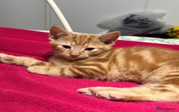 Domestic Shorthair cats for sale: Gorgeous kittens, ready now - Advert 4