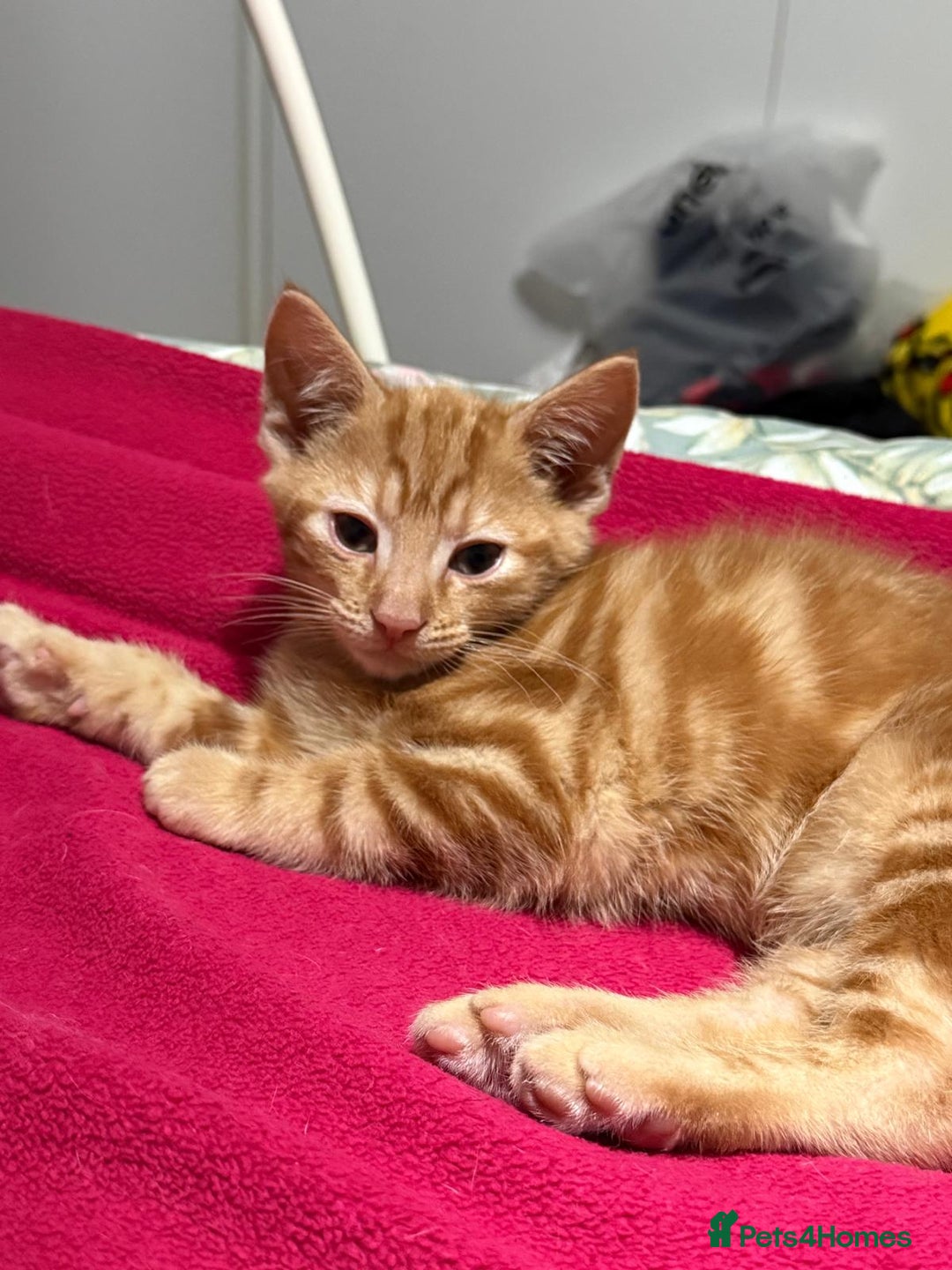 Domestic Shorthair cats for sale: Gorgeous kittens, ready now - Advert 4