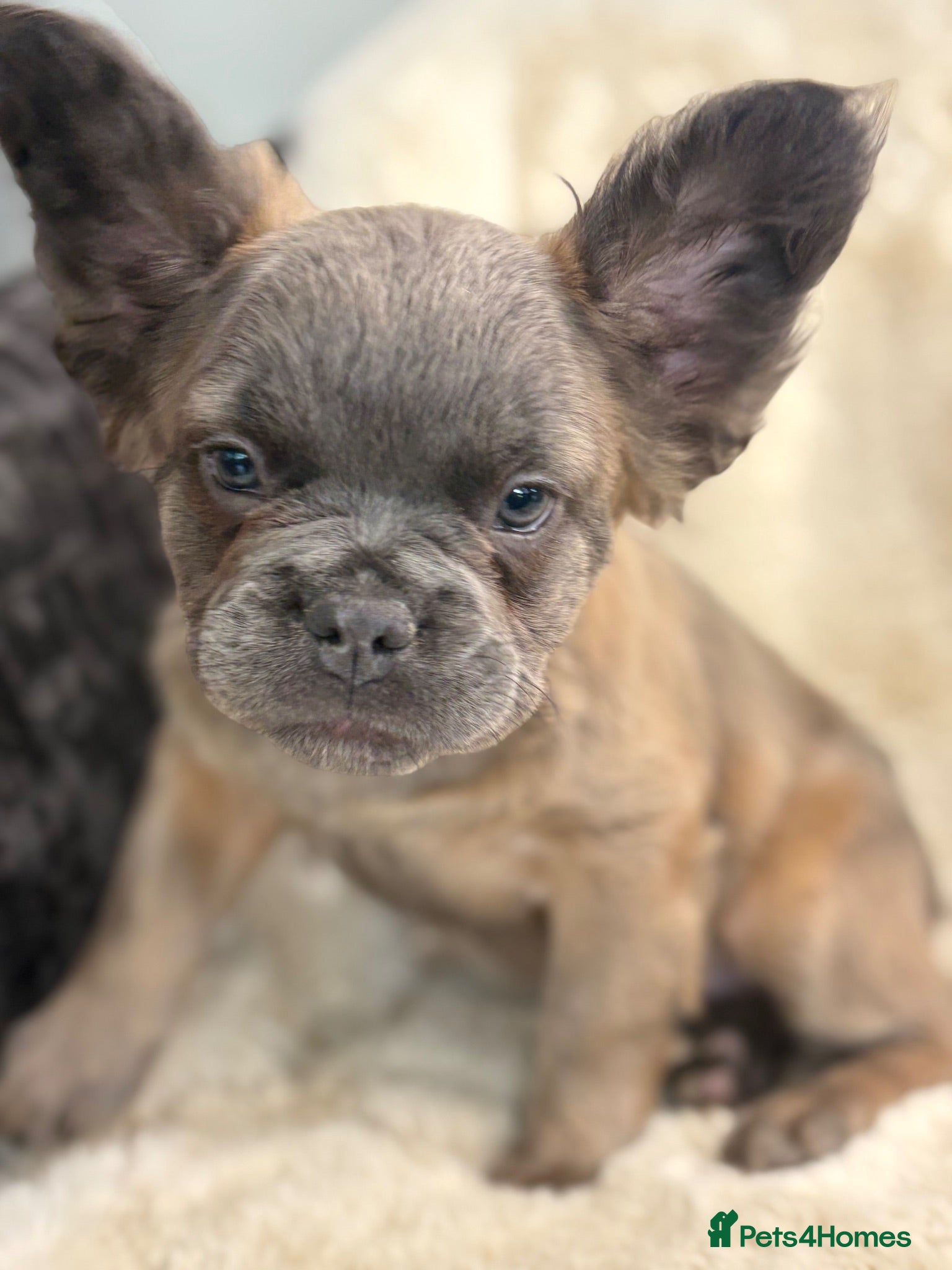 French Bulldog dogs Top quality fluffy French bulldog puppies  - Advert 2