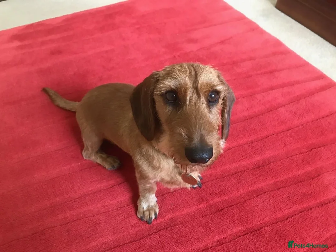 Dachshund dogs for sale: 4yr Old Dachshund for rehoming in Salisbury - Advert 2