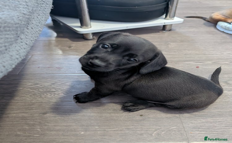 Dachshund dogs - Advert 8
