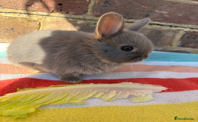 Netherland Dwarf rabbits - Advert 9
