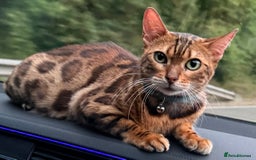 Bengal cats for sale: Stunning female bengal.  - Image 3