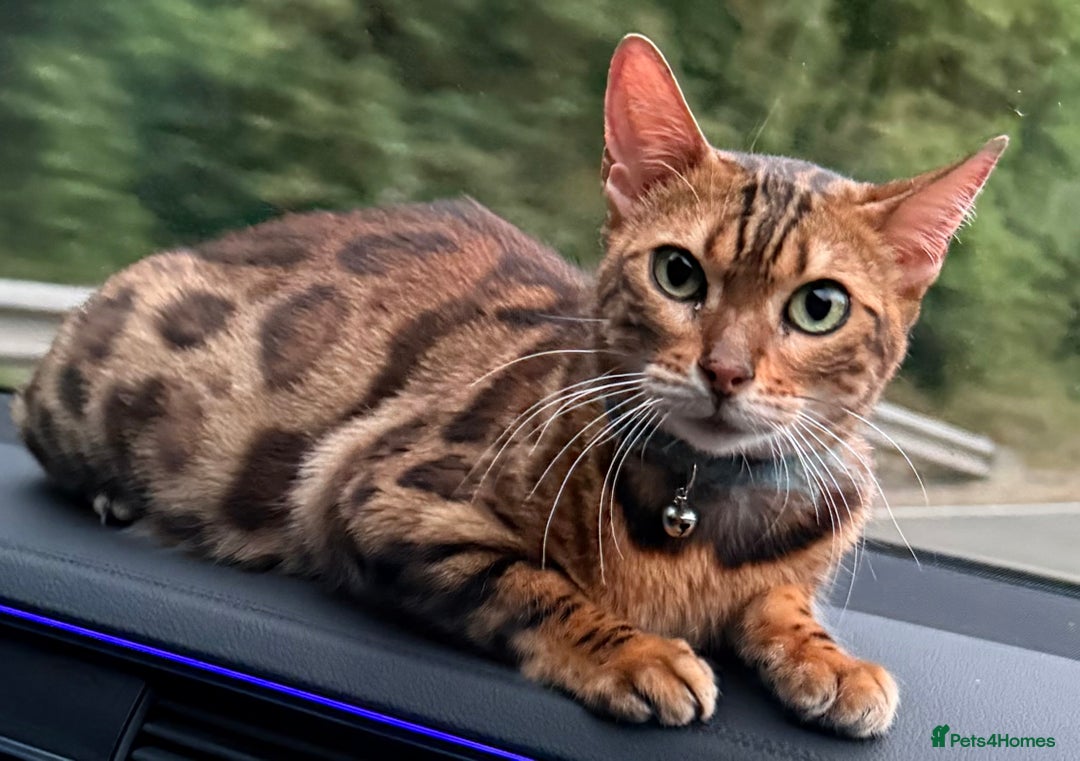 Bengal cats for sale: Stunning female bengal.  - Image 3