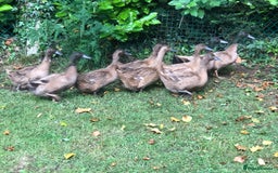 Ducks poultry for sale: Khaki campbell duck eggs for hatching - Image 2
