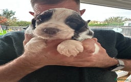 Cocker Spaniel dogs for sale: Beautiful litter of KC working cocker spaniels - Image 11