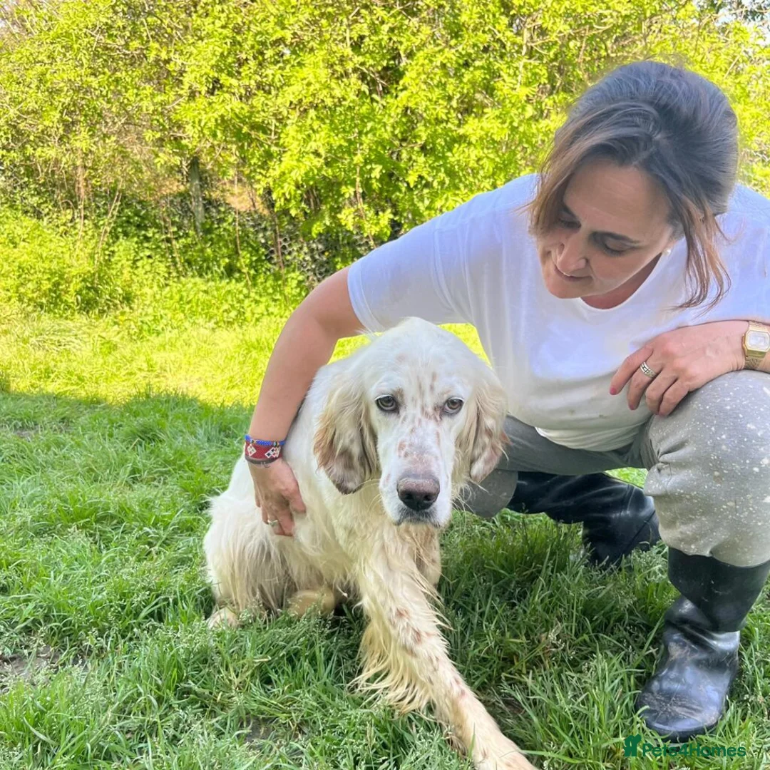 English Setter dogs for adoption: Jay   in Norwich - Advert 1