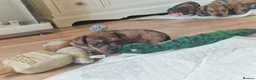 Mixed Breed dogs for sale: Only 1 Girl left! Ready to leave in a week!  - Advert 16