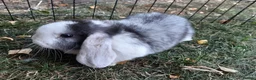 Mini Lop rabbits for sale: Gorgeous Mini lops child friendly  - Advert 7