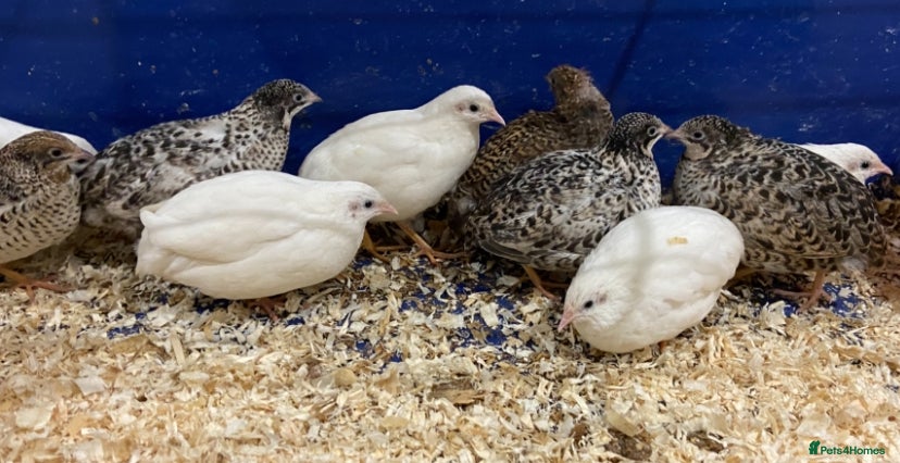 Quail poultry X25 Button Quail for sale  - Advert 4