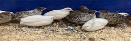 Quail poultry for sale: X25 Button Quail for sale  - Advert 1