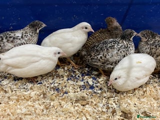 Quail poultry - Advert 6