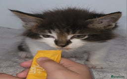 Maine Coon cats for sale: Maine coon X  - Image 3