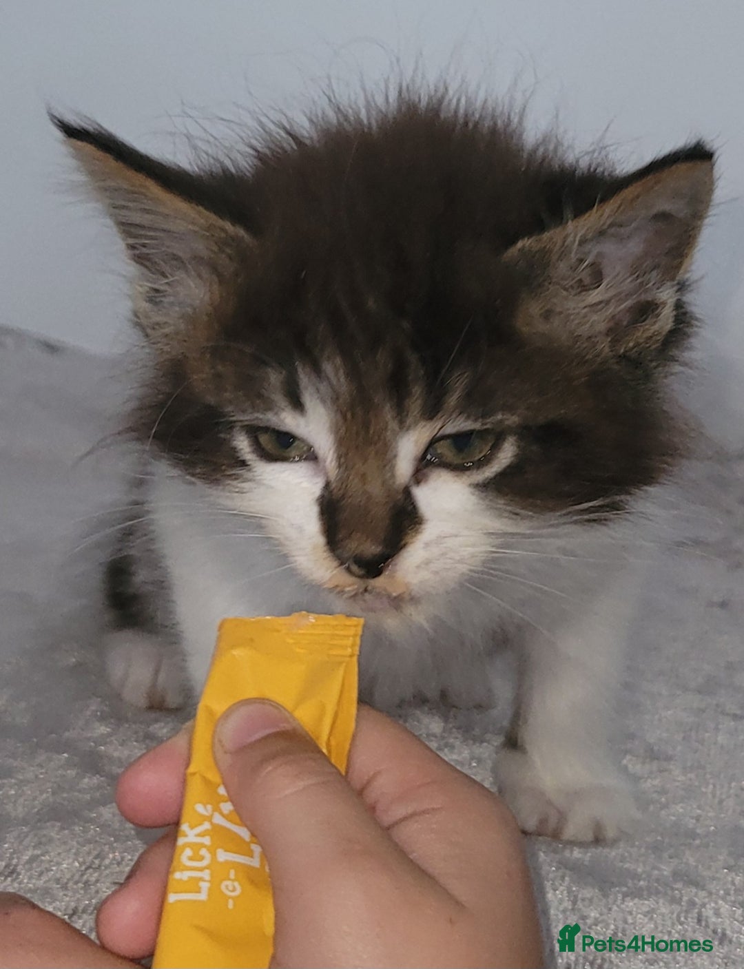 Maine Coon cats for sale: Maine coon X  - Image 3