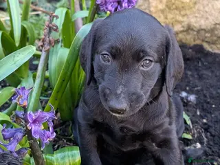 Labradoodle dogs 🐾 Labradoodle Puppies 🐾 - Advert 9