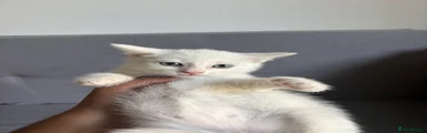 Turkish Angora 1