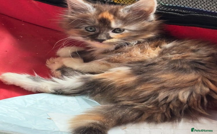 Maine Coon cats - Advert 1