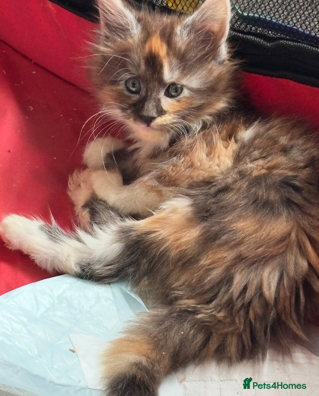 Maine Coon cats for sale: Beautiful playful 4 mainecoons kittens  - Image 1