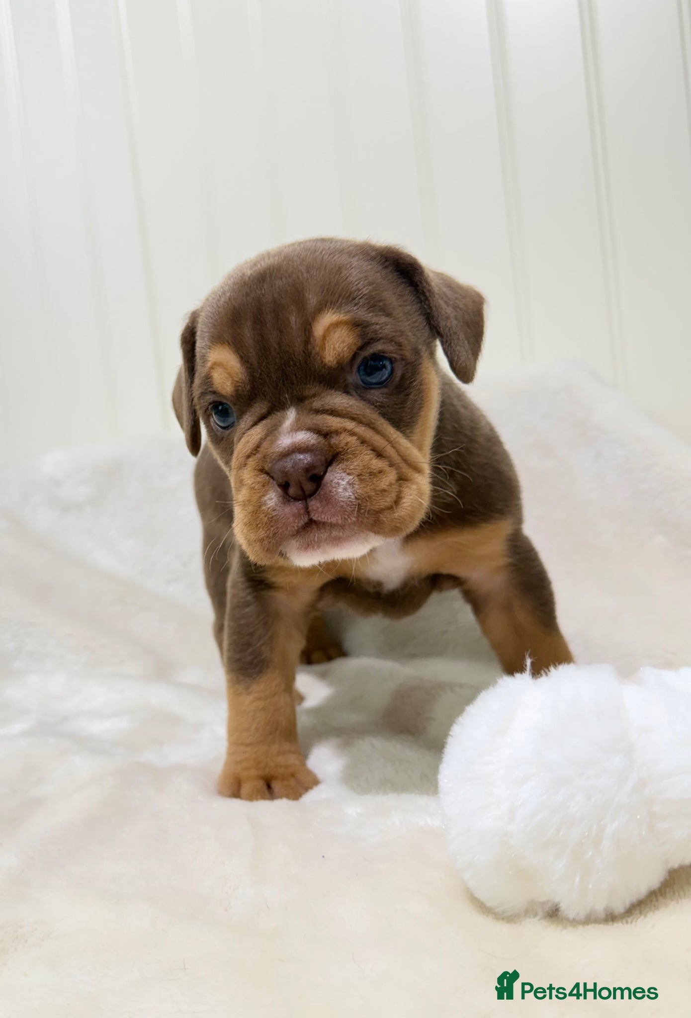 Old Tyme Bulldog dogs 🐾Adorable Old Tyme Bulldogs - Last 2 available🐾  - Advert 2