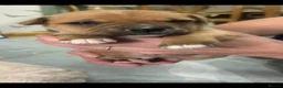 Staffordshire Bull Terrier dogs for sale: Staffordshire bull terrier pups - Advert 2