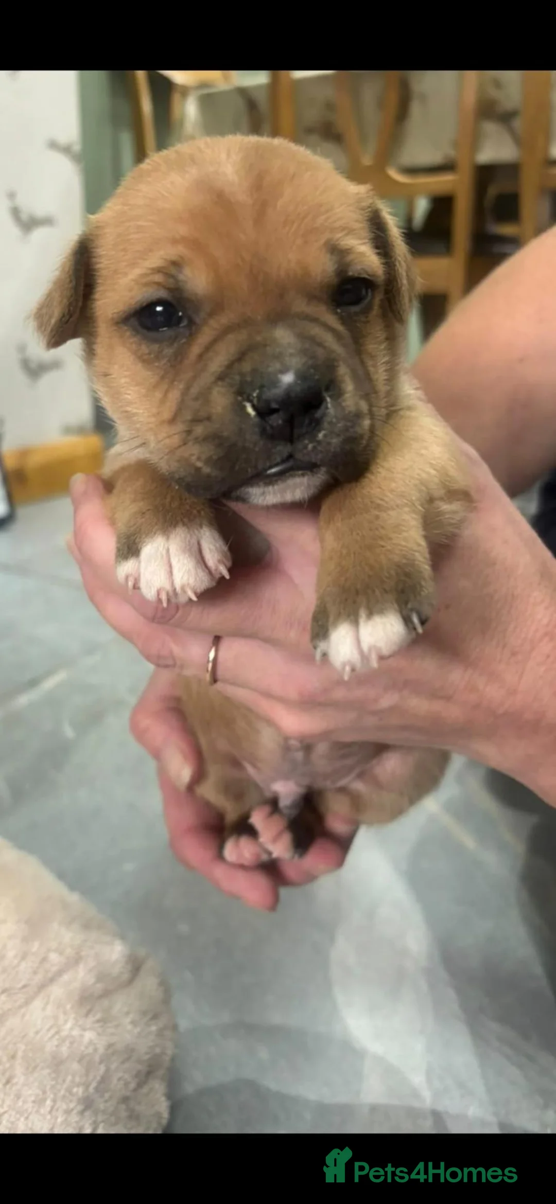 Staffordshire Bull Terrier dogs for sale: Staffordshire bull terrier pups - Advert 2