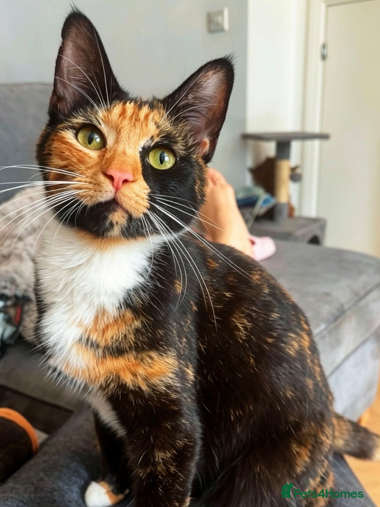 Mixed Breed cats Beautiful DSH Kittens ready for new home 🐾 - Advert 3