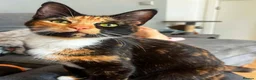 Mixed Breed cats for sale: Beautiful DSH Kittens ready for new home 🐾 - Advert 2