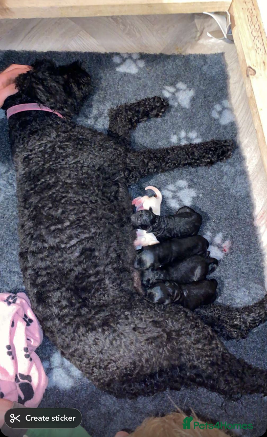Mixed Breed dogs for sale: 🐾F3 Irish X Australian Labradoodle Puppies  - Image 12
