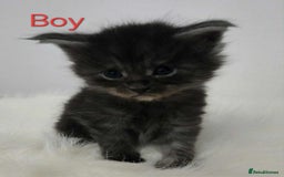 Maine Coon cats for sale: 3 Maine coon kittens. - Image 2
