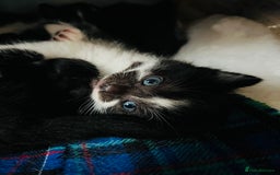 Domestic Shorthair cats for sale: 6 playful kittens for rehoming - Image 2