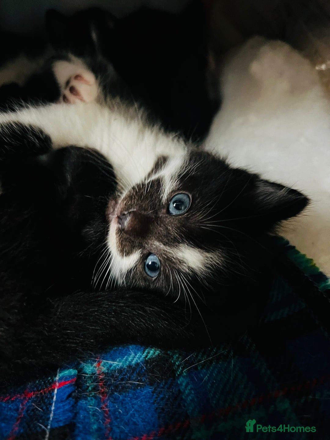 Domestic Shorthair cats for sale: 6 playful kittens for rehoming - Image 2