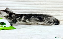 British Shorthair cats for sale: GCCF British short hair kittens for loving homes  - Image 8