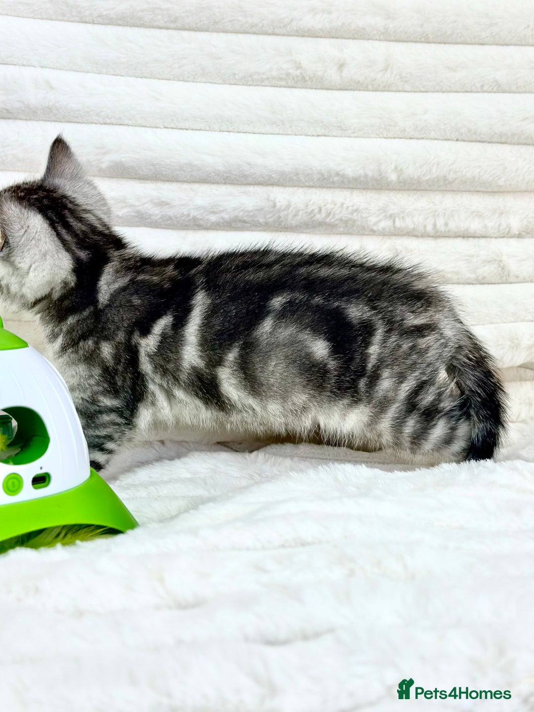 British Shorthair cats for sale: GCCF British short hair kittens for loving homes  - Image 8