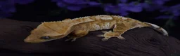 Gecko reptiles for sale: High end crested geckos - Advert 4