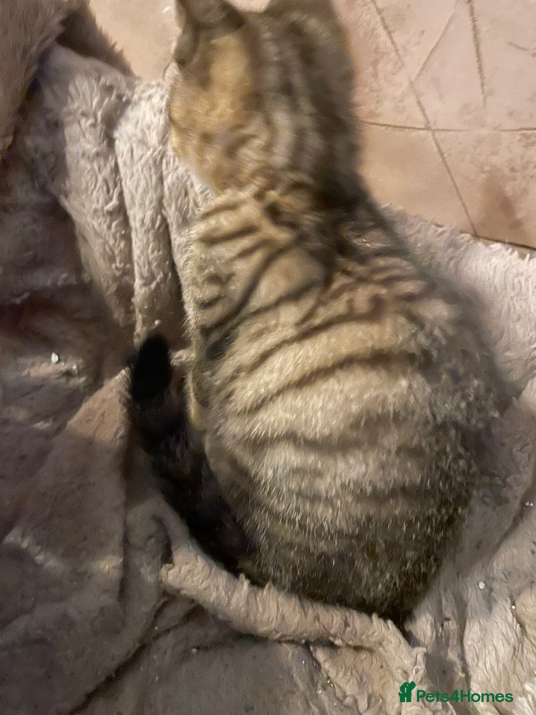 Mixed Breed cats for sale: Tabby kittens - Image 3