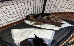 Miniature Dachshund dogs for sale: Minature Dachshund Puppies For Sale  - Image 14