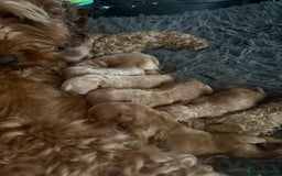 Cockapoo dogs for sale: Cockapoo puppies for sale  - Image 10