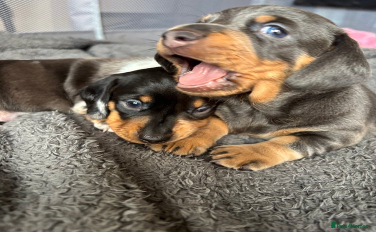 Miniature Dachshund dogs - Advert 11