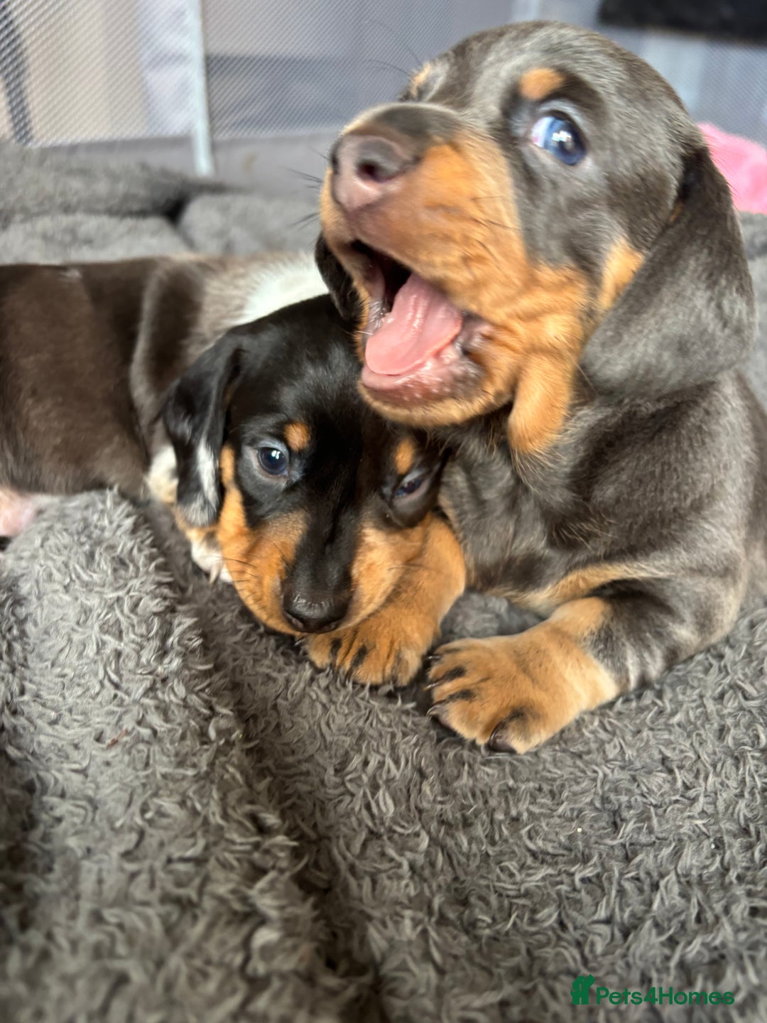 Miniature Dachshund dogs for sale: READY TO GO! ⭐️ 1 Beautiful Boy AVAILABLE!  - Image 8