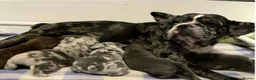 French Bulldog dogs for sale: Stunning Litter of French Bulldog Puppies for Sale in Chelmsford - Advert 5