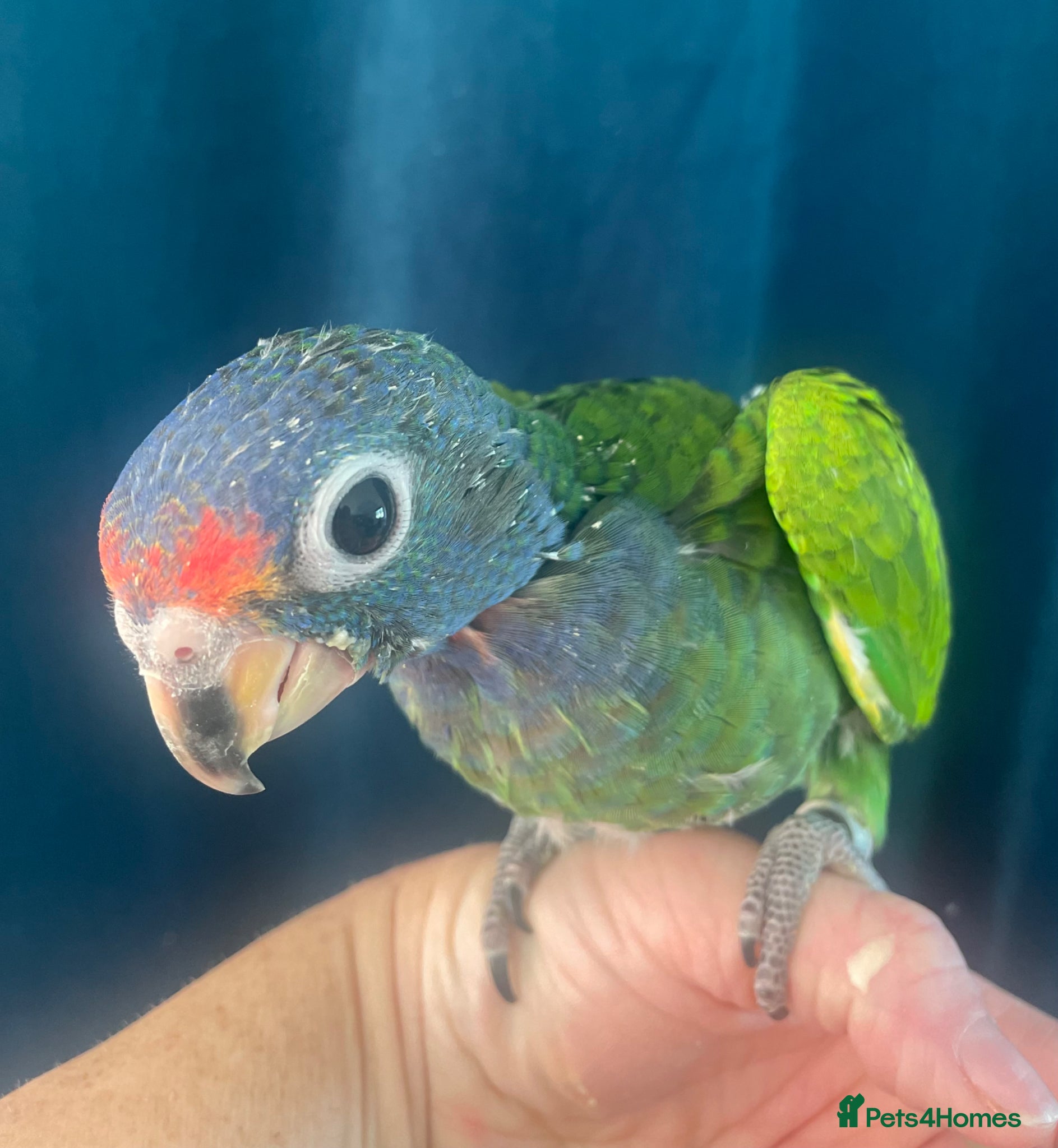 Parrots birds Hand reared baby Blue-headed Pionus - Advert 1