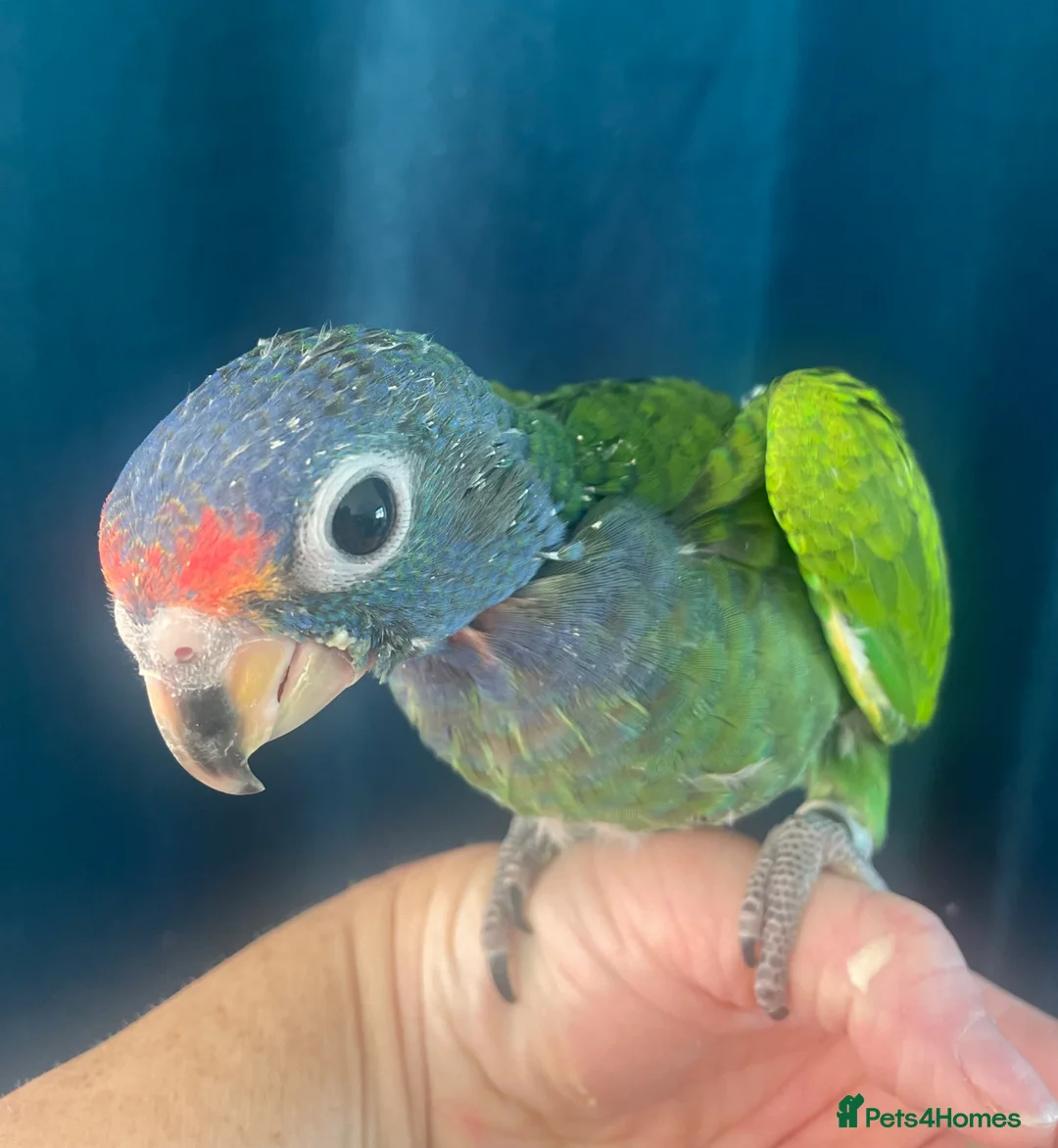 Parrots birds for sale: Hand reared baby Blue-headed Pionus - Advert 1